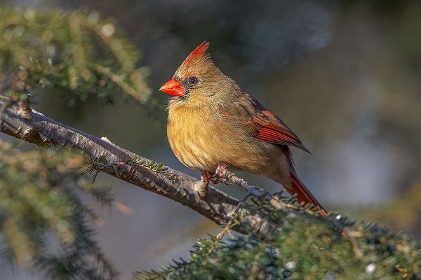 Jones, Adam 아티스트의 Female northern cardinal in winter작품입니다.
